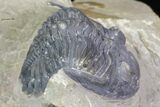Bargain, Hollardops Trilobite - Visible Eye Facets #75473-5